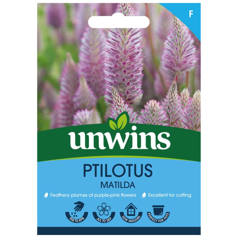 5051618027267 1 Ptilotus Matilda Seeds.jpg